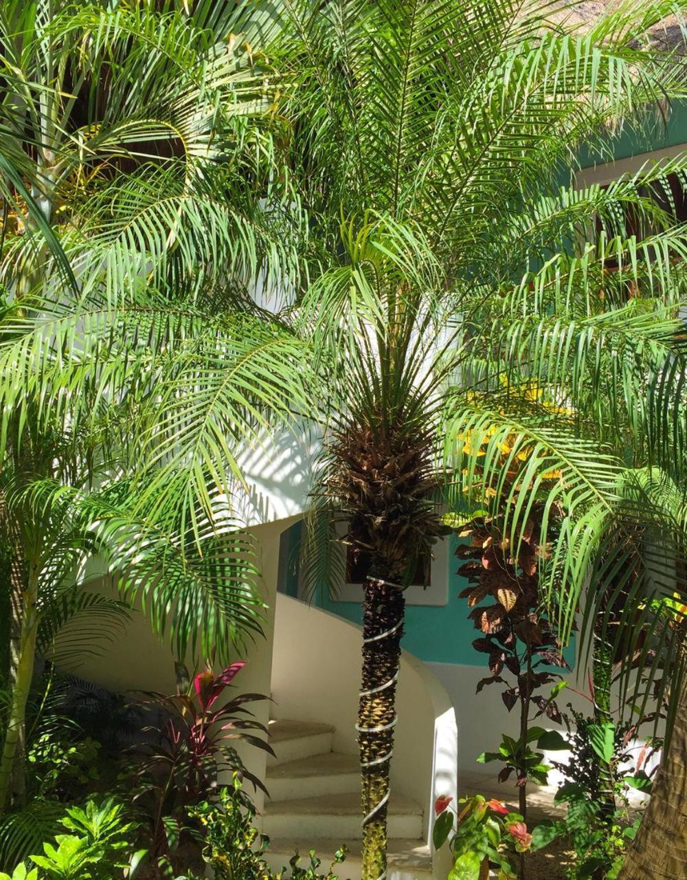 Toto Blue Hotel Boutique Bacalar Extérieur photo